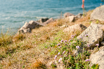 Tiny flowers among stones next to blue river