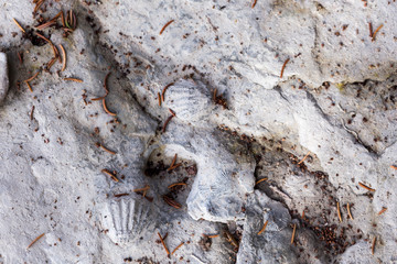  Closeup of shell fossil cliff, Anticosti Island, Quebec, Canada