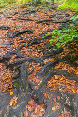 Roots in autumn