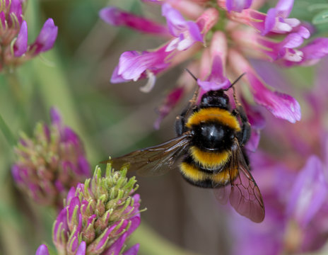Bourdon terrestre (Bombus terrestris) sur Astragale de Montpellier (Astragalus monspessulanus)