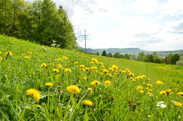 Obraz premium Löwenzahne auf Wiese im Frühling, Mittelgebirge im Hintergrund
