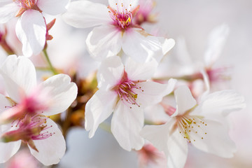 Naklejka na ściany i meble close up on beautiful cherry flower springtime concept