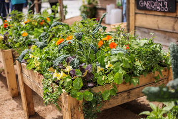 plants in greenhouse