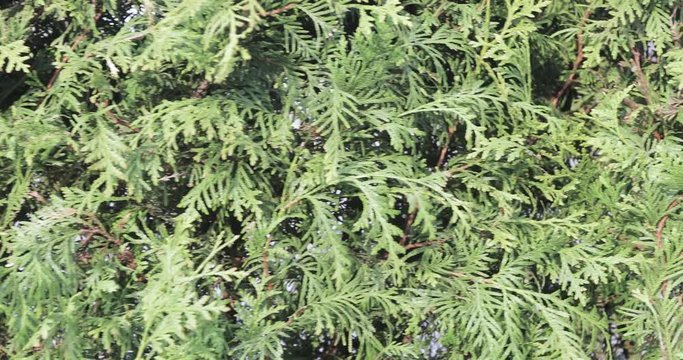 Thuja western evergreen
