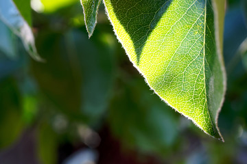 Leaves of pear tree on a sunny day.