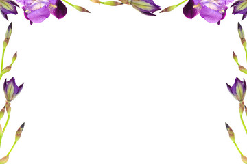 Fototapeta na wymiar Flowers composition. Frame made of blue purple Iris germanica flowers isolated on a white background. 