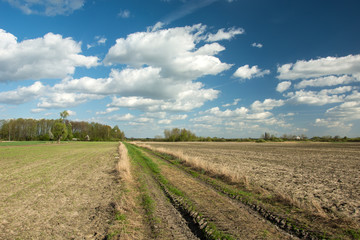 Fototapeta na wymiar Dirt road between plowed fields, forest and white clouds on blue sky
