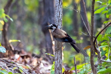 White-faced Jay