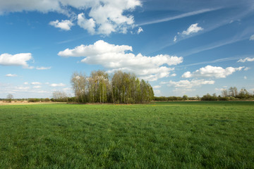 Group of trees growing on a green large meadow and white clouds on blue sky