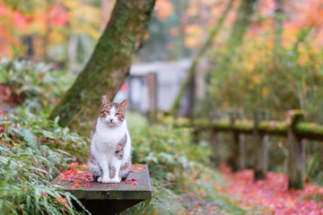 紅葉の中の猫