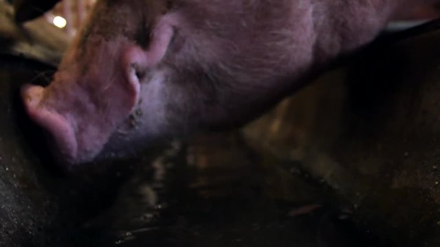 Extreme close up of a large pink pigs snout and mouth drinking from a dirty water trough inside a pen on a pig farm