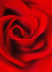 deep red rose  background. macro shot
