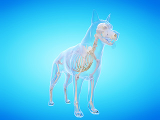 3d rendered medically accurate illustration of the dogs skeletal system