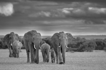 Fototapeta premium One for all, All for One!!