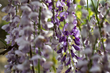 wisteria close up