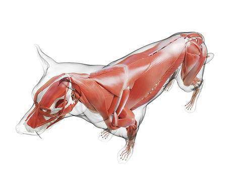 3d rendered medically accurate illustration of the dogs muscle system