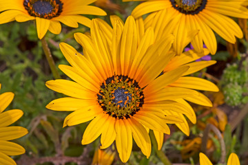 Yellow spring daisy wildflowers