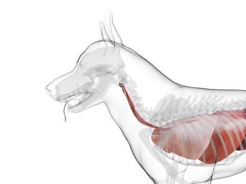 3d rendered medically accurate illustration of a dogs internal organs