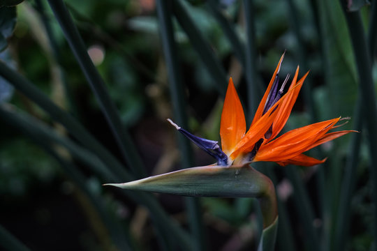 Strelitzia Reginae flower ( buird of paradise flower ) on green leaves background