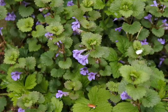 Scher Dich zum Pfeffer