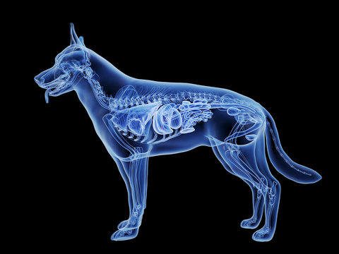 3d rendered medically accurate illustration of the dogs gallbladder