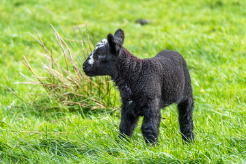 Fototapeta premium Little black Lamb standing a field in Ireland