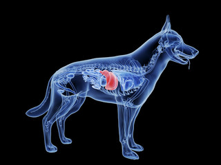 3d rendered medically accurate illustration of the dogs liver