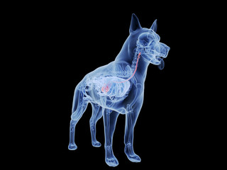 3d rendered medically accurate illustration of a dogs stomach