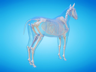 3d rendered medically accurate illustration of a horse skeleton