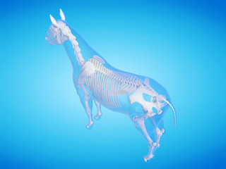 3d rendered medically accurate illustration of a horse skeleton © Sebastian Kaulitzki