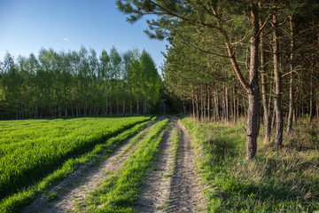 Rural road to the forest, green trees and sunlight