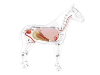 3d rendered medically accurate illustration of the horse anatomy © Sebastian Kaulitzki