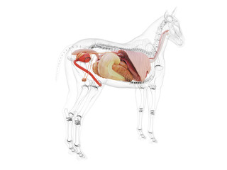 3d rendered medically accurate illustration of the horse anatomy © Sebastian Kaulitzki