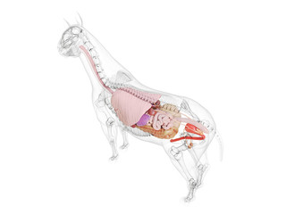 3d rendered medically accurate illustration of the horse anatomy © Sebastian Kaulitzki