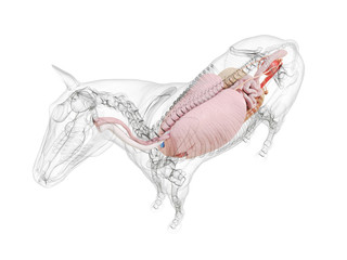 3d rendered medically accurate illustration of the horse anatomy © Sebastian Kaulitzki