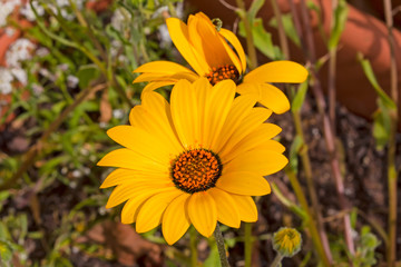 Round Yellow daisy with orange stamen