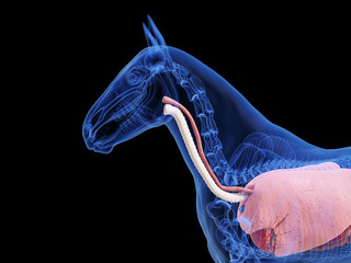 3d rendered medically accurate illustration of the horse anatomy © Sebastian Kaulitzki