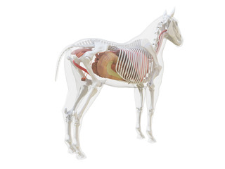 3d rendered medically accurate illustration of the horse anatomy © Sebastian Kaulitzki