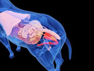3d rendered medically accurate illustration of the horse anatomy © Sebastian Kaulitzki