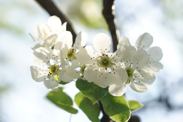 Fototapeta premium Pear tree blossom in spring garden closeup