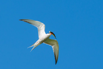 Common Tern flying with fish  in the blue sky