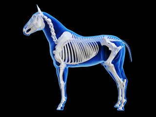 3d rendered medically accurate illustration of the horse skeletal system © Sebastian Kaulitzki