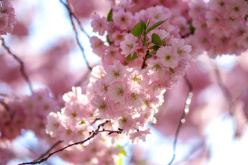 Pink cherry blossom on trees