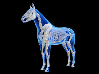 3d rendered medically accurate illustration of the horse skeletal system © Sebastian Kaulitzki