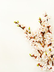 Apricot blossom on white