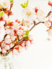 Apricot blossom on white