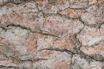 Pine bark with orange and pale purple colour