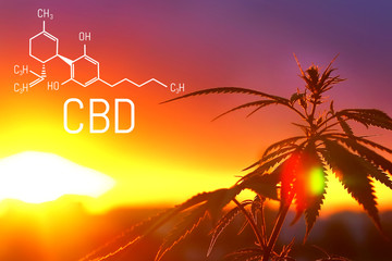 CBD cannabidiol formula, chemistry cannabis. Thematic photos of hemp and marijuana. Growing premium...