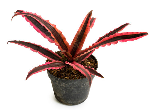 Exotic of beautiful potted Cryptanthus plants with white background