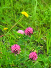 野原のアカツメクサ